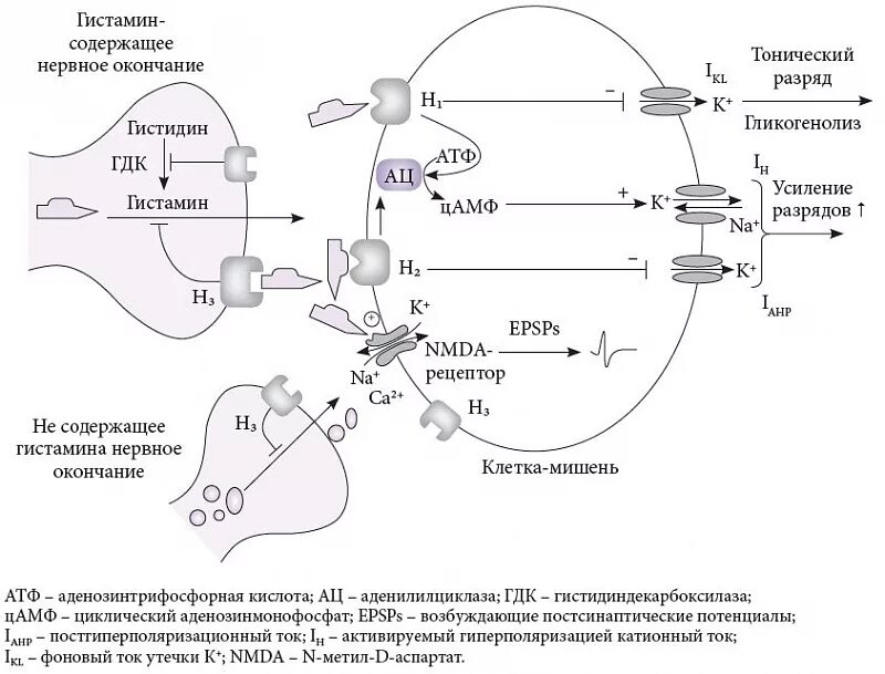 Гистамин действие. H1 рецепторы гистамина. Механизмы действия гистамина на н1 рецепторы. H1 гистаминовые рецепторы механизм действия. H3 рецепторы гистамина локализации.