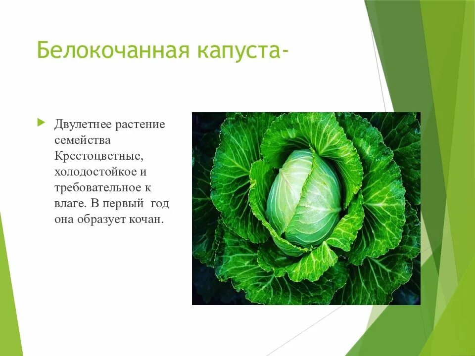 Октябрь капуста. Белокочанная капуста это крестоцветное. Капуста белокочанная семейство крестоцветных плод. Подцарство капусты белокочанной. Крестоцветные пекинская капуста.