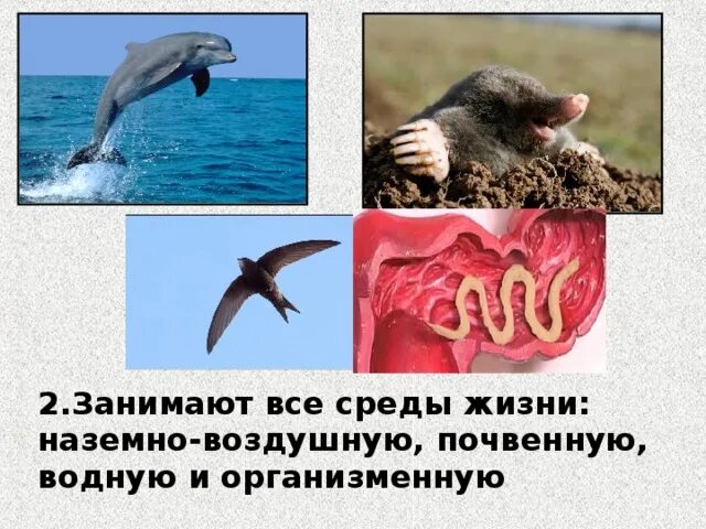 Особенность среды водная наземно воздушная почвенная организменная. Животный организм и его особенности. Животные организмы и его особенности. Животный организм и его особенности 9 класс. Характеристика животных организмов.