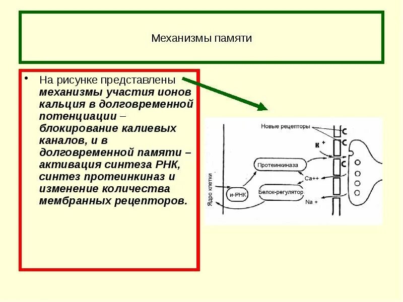 Измененный синтез. Механизмы памяти. Механизм долговременной памяти. Потенциация физиология. Долговременная потенциация физиология.