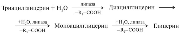 Глицерин является продуктом расщепления. Моноацилглицерин. моноацилглицерин общая формула. синтез триацилглицерина из диацилглицерина. формула моноацилглицерина в общем виде.