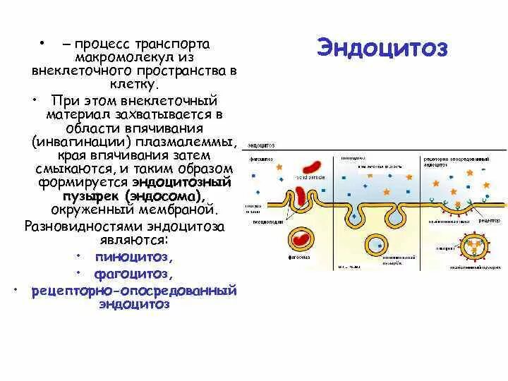 Эндоцитозный пузырек строение. Эндоцитозный пузырек строение и функции. Эндоцитозные везикулы.