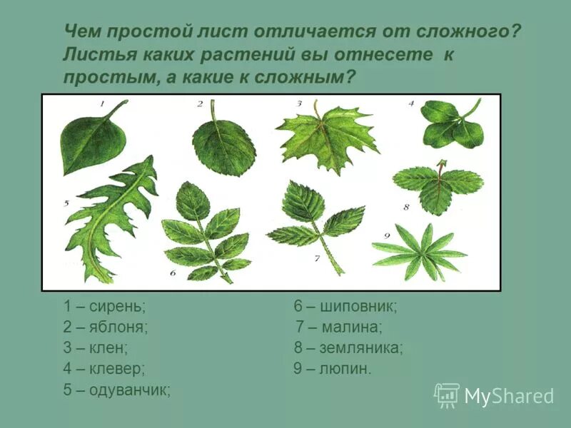 Внешнее строение листа малины