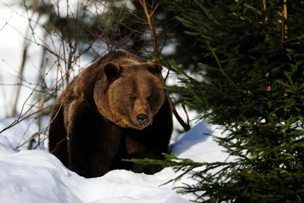 Про медведя зимой. Медведь охотится. Бурый медведь шатун. Бурый медведь в красноярских столбах. Медведь в зимнем лесу.