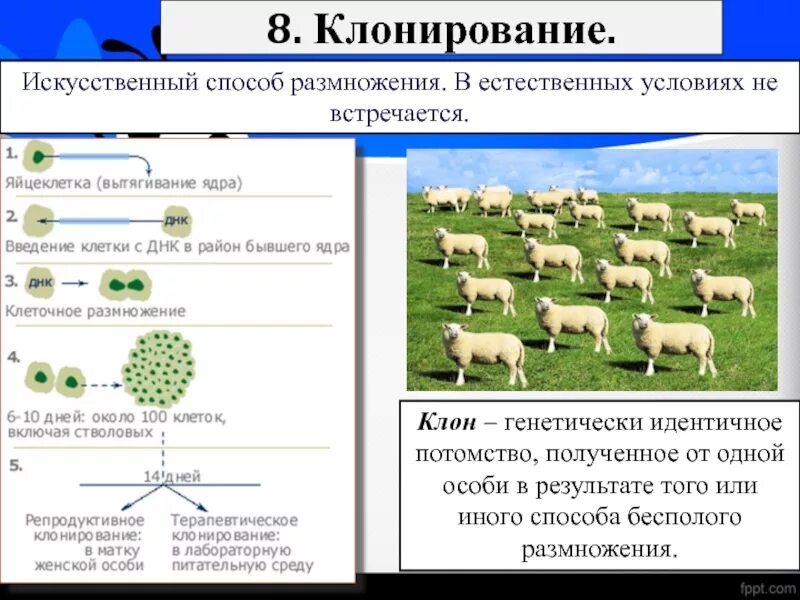 Методы искусственного размножения. Искусственное клонирование. Искусственные способы размножения. Клонирование способ бесполого размножения.