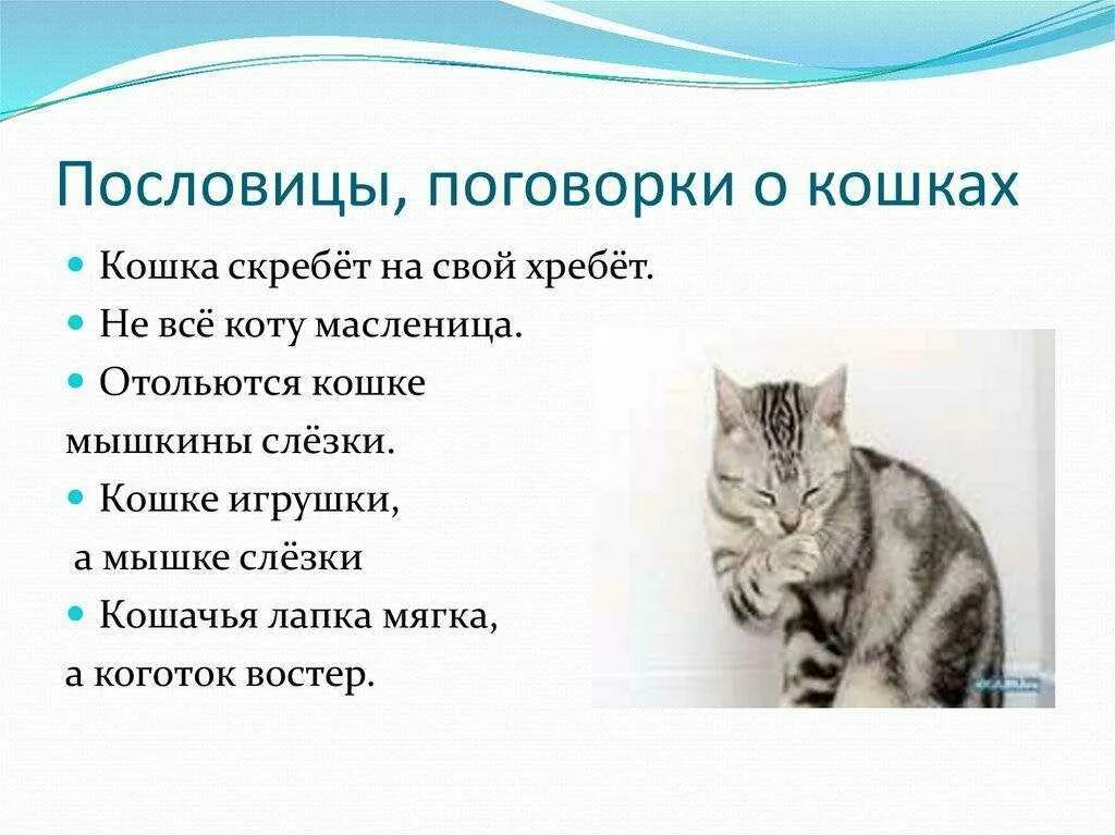 Пословицы и поговорки о животных для детей. Фразеологизмы со словом кот. Слова связанные с деревней. Интересные котята. Книжный маньяк.