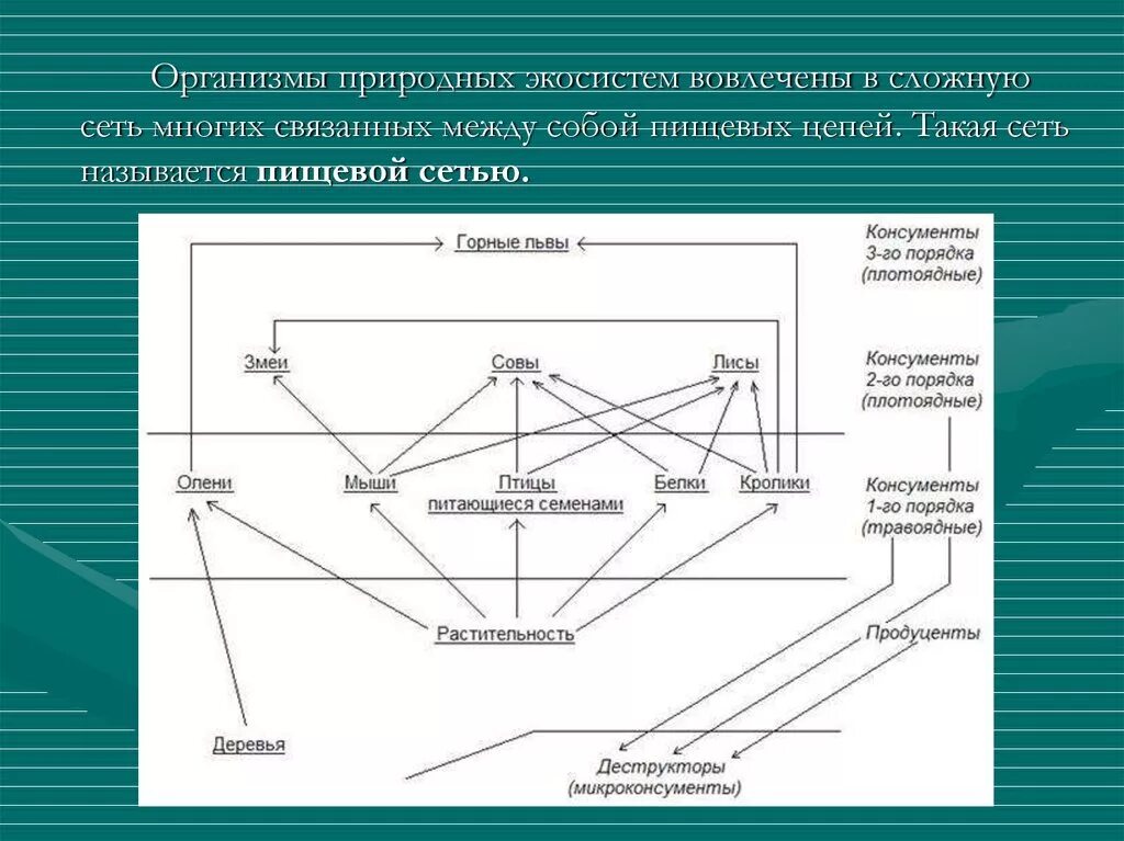 Цепи питания природной экосистемы