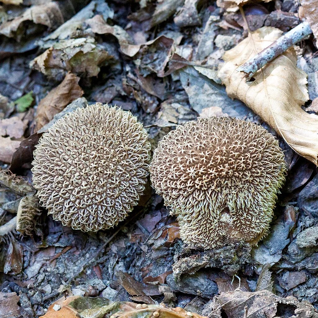 Ежовик плодовое тело. Lycoperdon echinatum. Дождевик ежевидно-колючий (Lycoperdon echinatum). Гриб ежовик гребенчатый дождевик. Ежовик игольчатый.