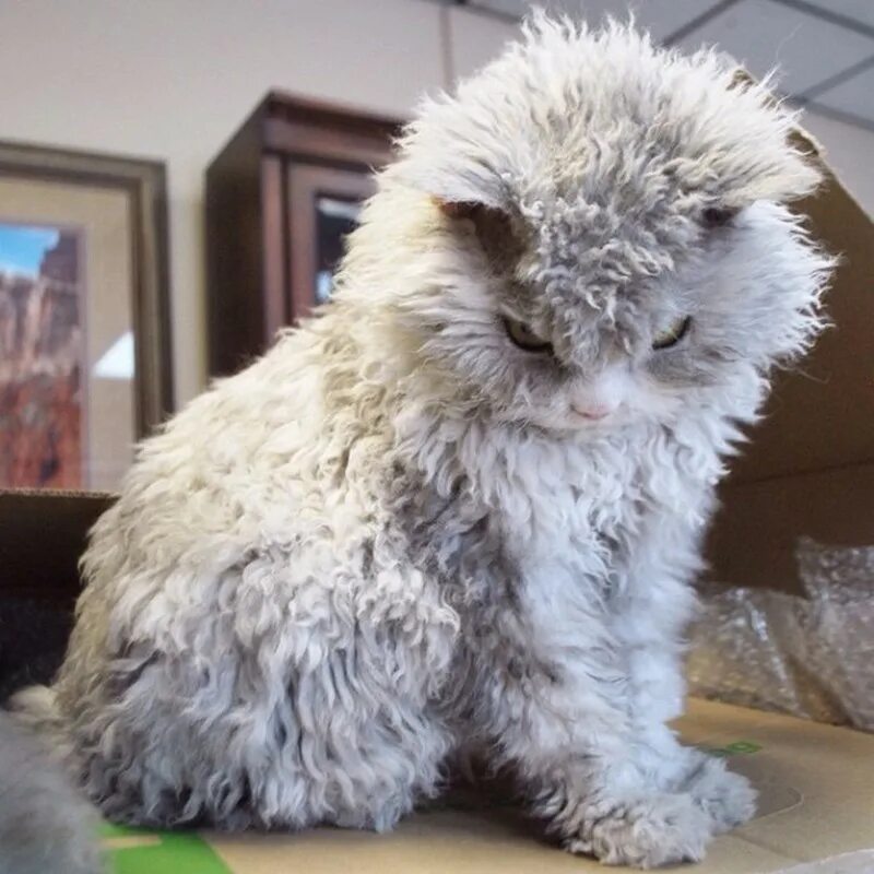 Sheep cat