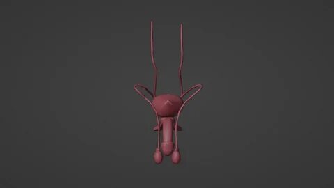 ♂ 3D Model of Male Reproductive System・Бесплатный STL для -Cults