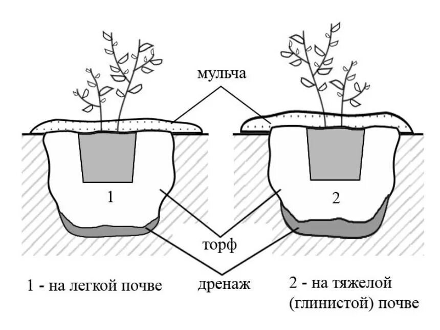 Схема посадки голубики садовой. Голубика схема посадки голубики. Схема посадки саженцев голубики. Схема посадки голубики высокорослой. На каком расстоянии сажать голубику друг