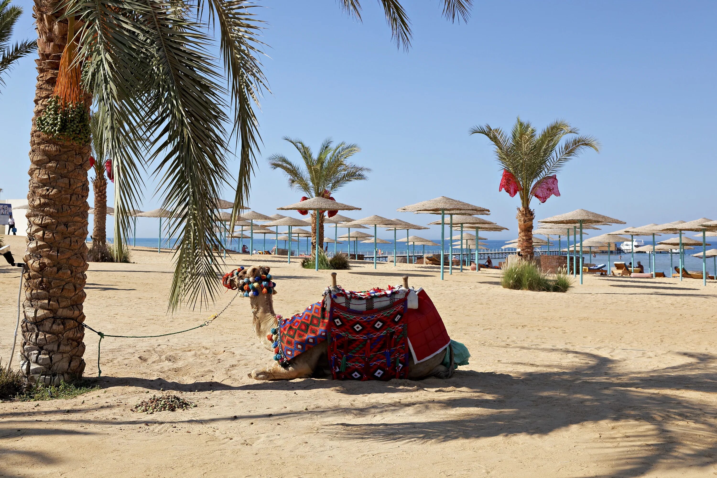 Где купить в хургаде. Хургада Египет сани Бич. Красное море Египет Хургада отели. Египетский пляж Дрим Бич Хургада. Grand Rotana Resort 5 Шарм-Эль-Шейх.