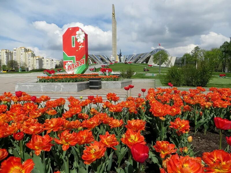 10 мая рб. Цветы победы. 9 мая беларусь. цветок день победы беларусь. с днём победы 9 мая беларусь.