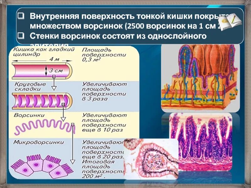 Ворсинки и микроворсинки. Микроворсинки кишечной ворсинки. Ворсинки тонкого кишечника анатомия. Микроворсинки тонкого кишечника. Внутренняя поверхность кишечника