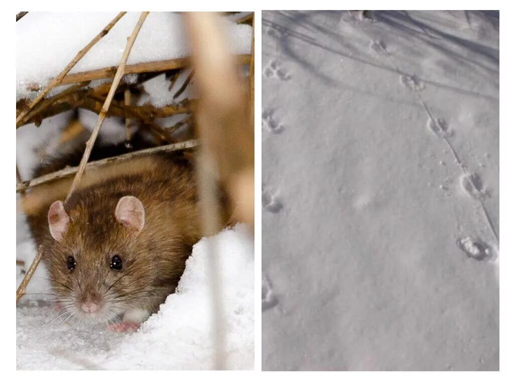 По следу крысы 2. Крыса зимой. Мышь зимой. Крыса в снегу. Следы на снегу от крысы.