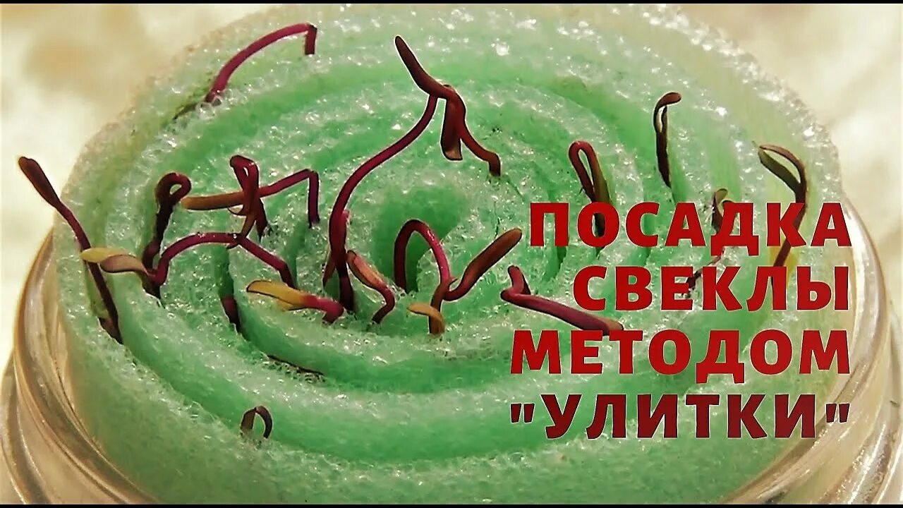 Метод улитки. Свекла в улитке. Что посадить улиткам. Свекла рассада в улитке. Улитка для рассады.