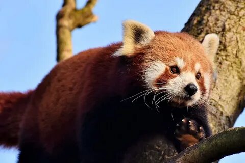 Коричневая панда