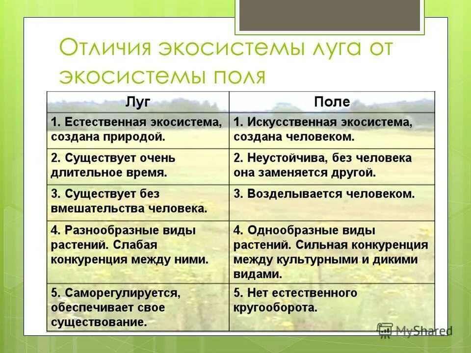 Луг экосистема старшая группа технологическая карта Картинки ХАРАКТЕРИСТИКА ЛУГОВОГО СООБЩЕСТВА ПО ПЛАНУ