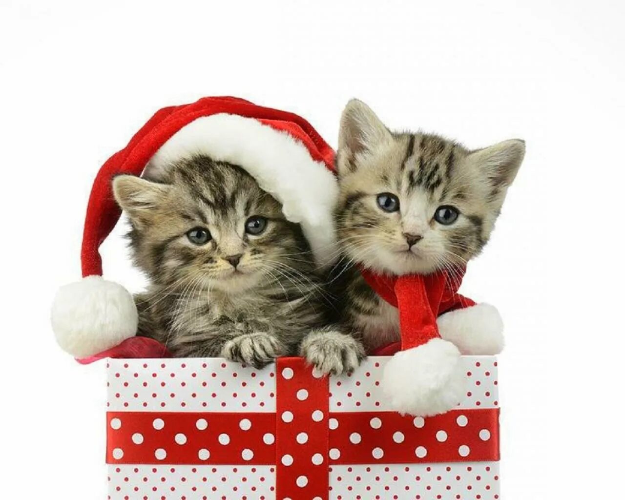 Кошачий новый год. Новый год коты. Новогодняя кошечка. Два кота в новогодних шапках. Праздник котов.