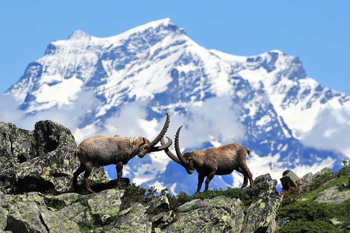 Гран Парадизо Италия. Национальный парк Гран-Парадизо. Национальный парк Гран-Парадизо животные. Гран Парадизо гора.