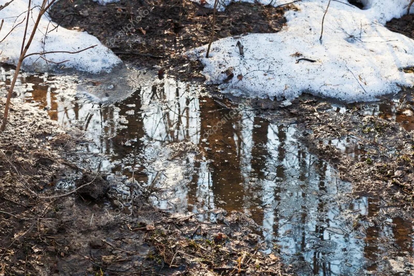 Аллергия на таяние снега. Лужи от таяния снега. Снег и лужи. Таяние снега в лесу. Снег тает в лесу.