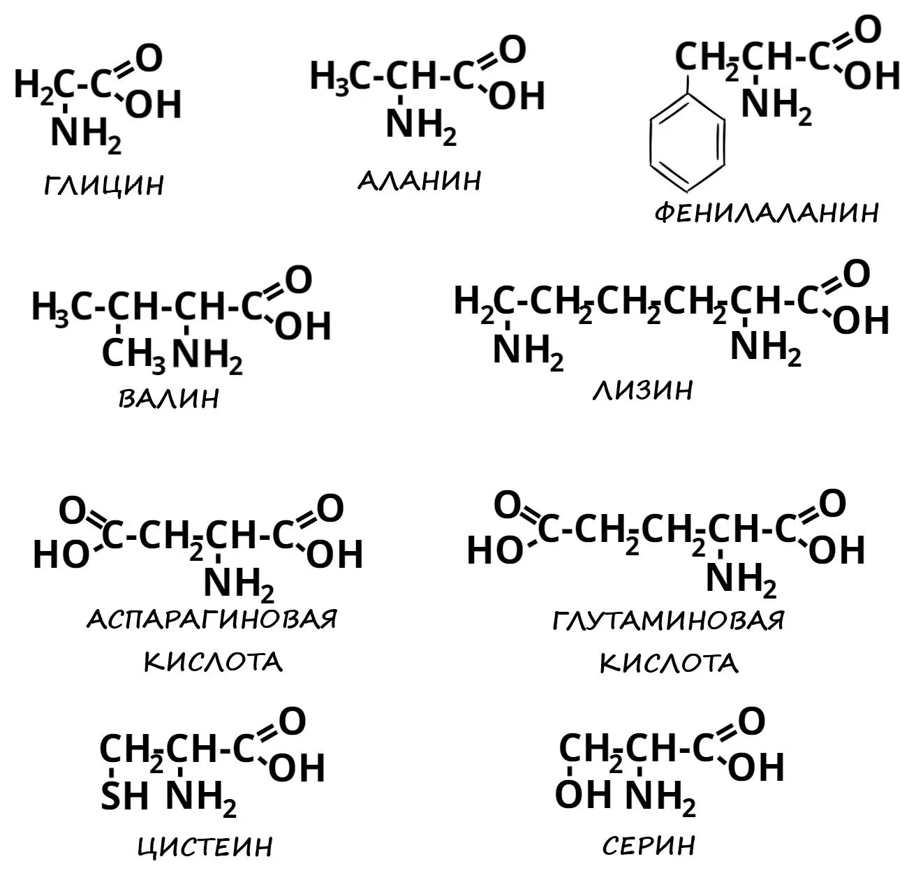 Аминокислоты таблица ЕГЭ химия. Органическая химия формулы аминокислот. Аланин глицин фенилаланин. Структуры формула аланина.