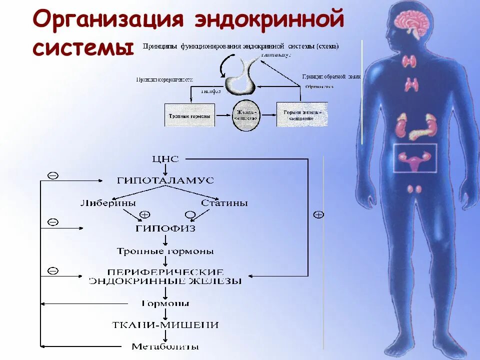 Эндокринная система человека схема. Гормоны желёз внутренней секреции. Эндокринная система организма. Схема. Гормоны человека схема.