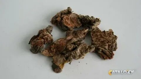 Настойка на корнях золотого корня