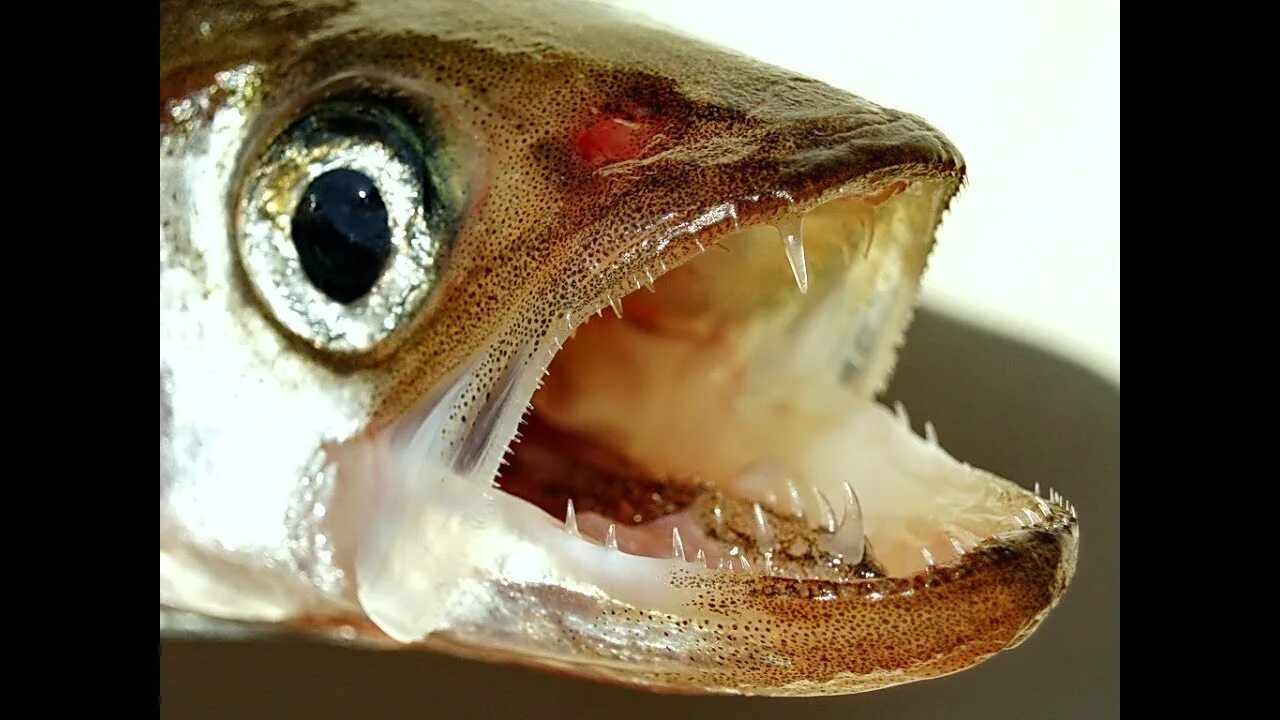 Рыбка открывает рот. Корюшка зубатка Живая. Корюшка зубатка рыба. Корюшка большеротая. Корюшка зубатка.