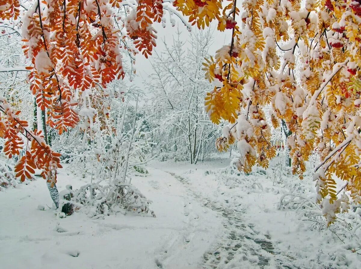 Зима ни. Снег осенью. Первый снег. Снежная осень. Осень первый снег.