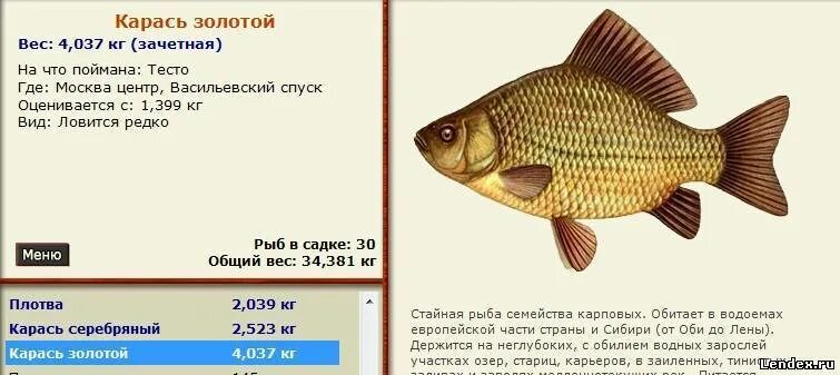 Водные животные тело которых покрыто чешуей. Сообщение о рыбе. Информация о карасе. Карась описание. Золотой карась и серебряный карась.