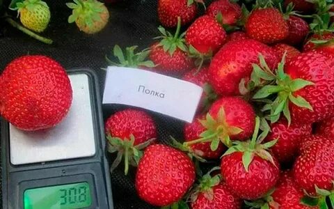 Полька клубника описание отзывы