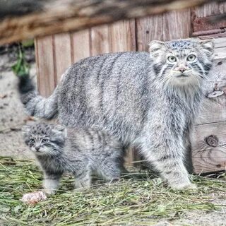 Сколько котенок манула