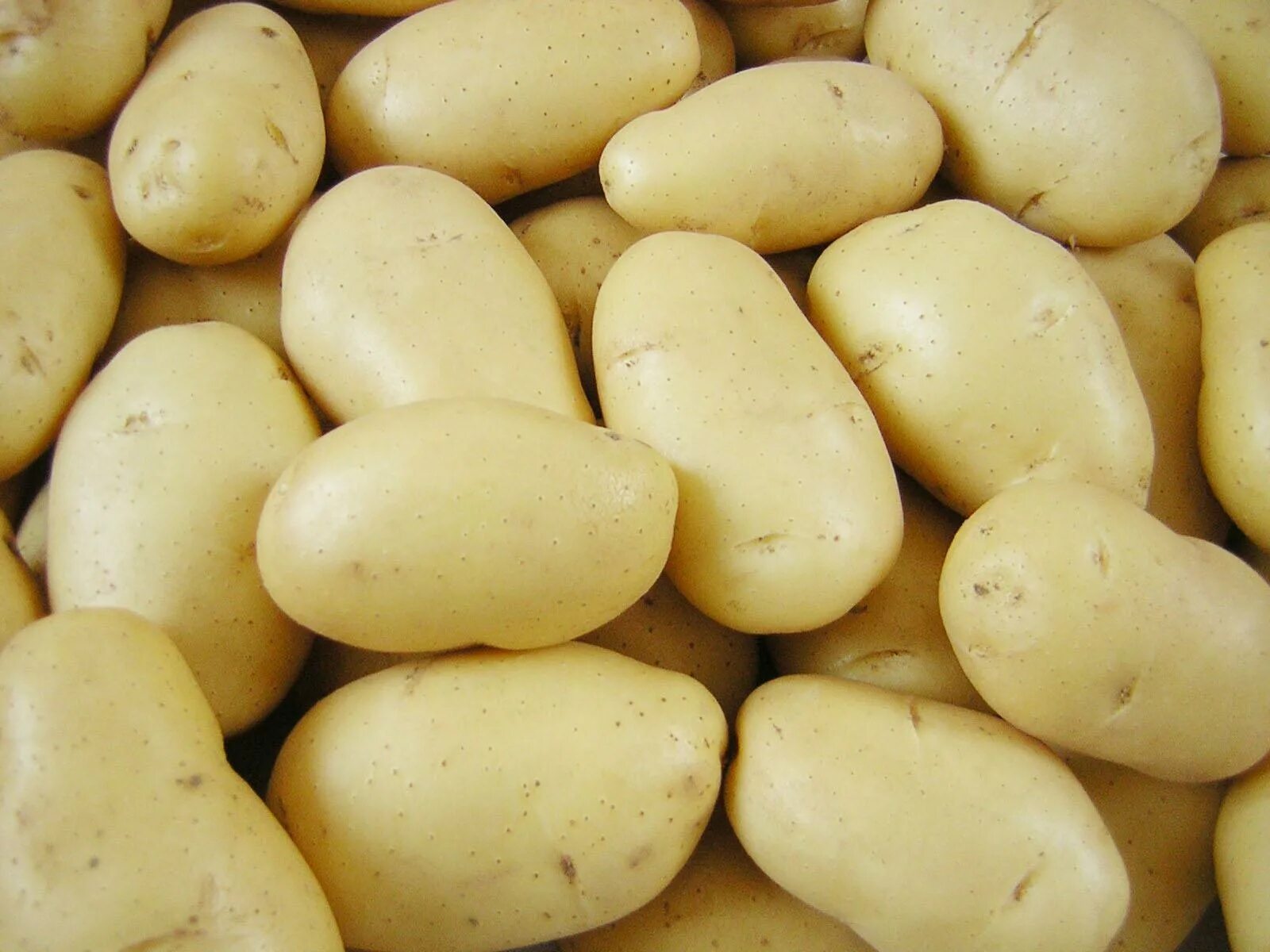 Картофель коллета описание. Сорт картофеля Импала. Сорт картошки Импала. Сорт картофеля Астерикс. Сорт Гретта картофель.