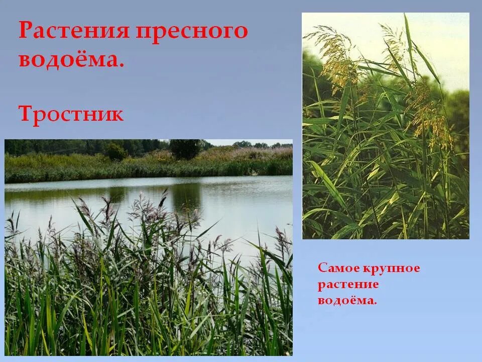 Укажите растения водоемов. Растения пресноводных водоемов. Растения персноводных водоёмов. Растения пресных вод. Растения живущие в водоемах.