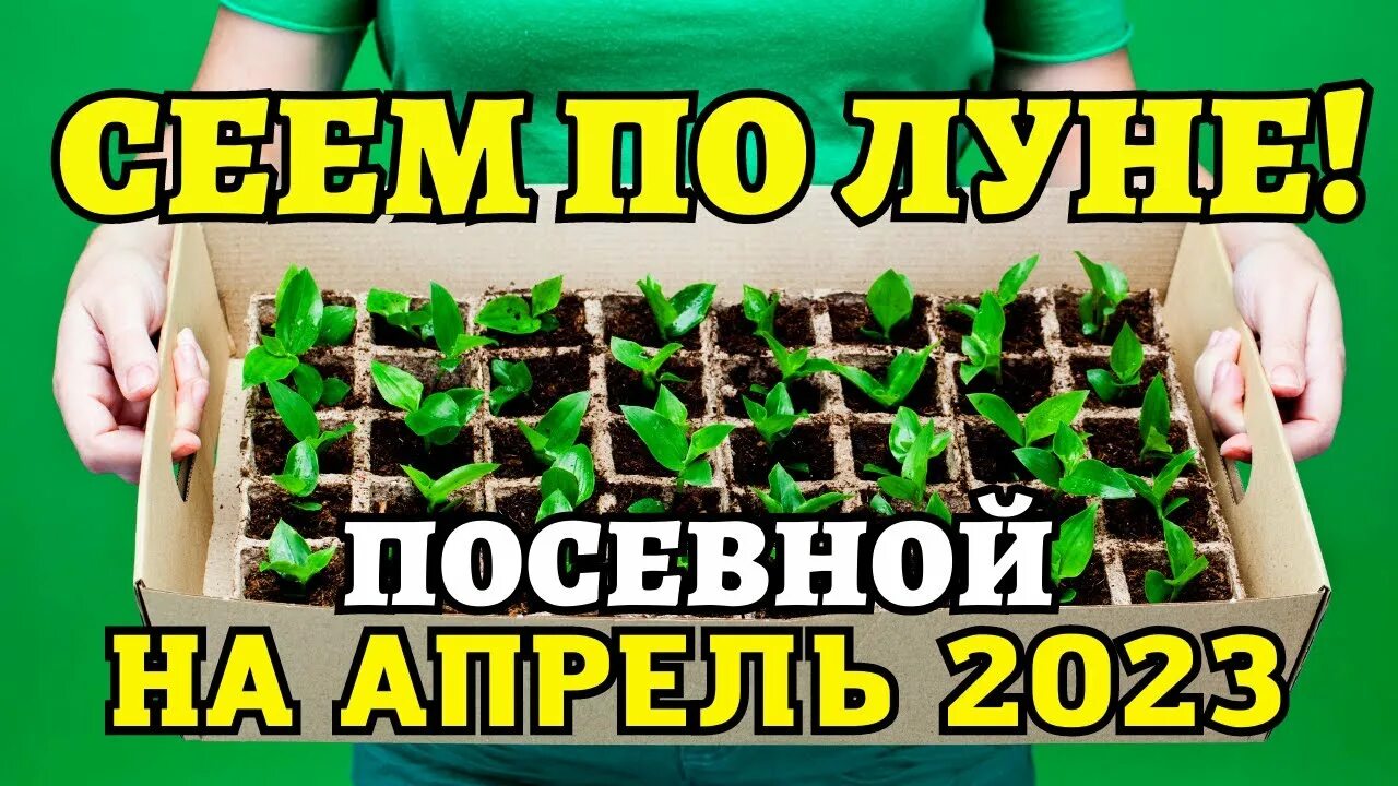 Помидоры рассада в марте 2023 года. Семена для посадки в огороде. Пикировка рассады в апреле. Посадка рассады в 2023. Пикировка в апреле 2023.