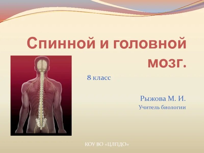 Уроки биологии 8 кл. Биология 8 класс презентация. Спинной мозг человека 8 класс биология. Спинной и головной мозг биология 8 класс. Презентация по теме спинной мозг.