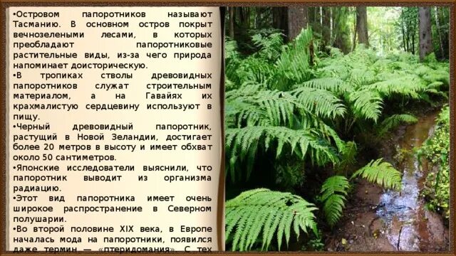 Тасмания остров папоротников. Папоротниковые леса сейчас Тасмания. Пока растет папоротник. Достижения 6 папоротник. Значение древних вымерших папоротниковидных в природе