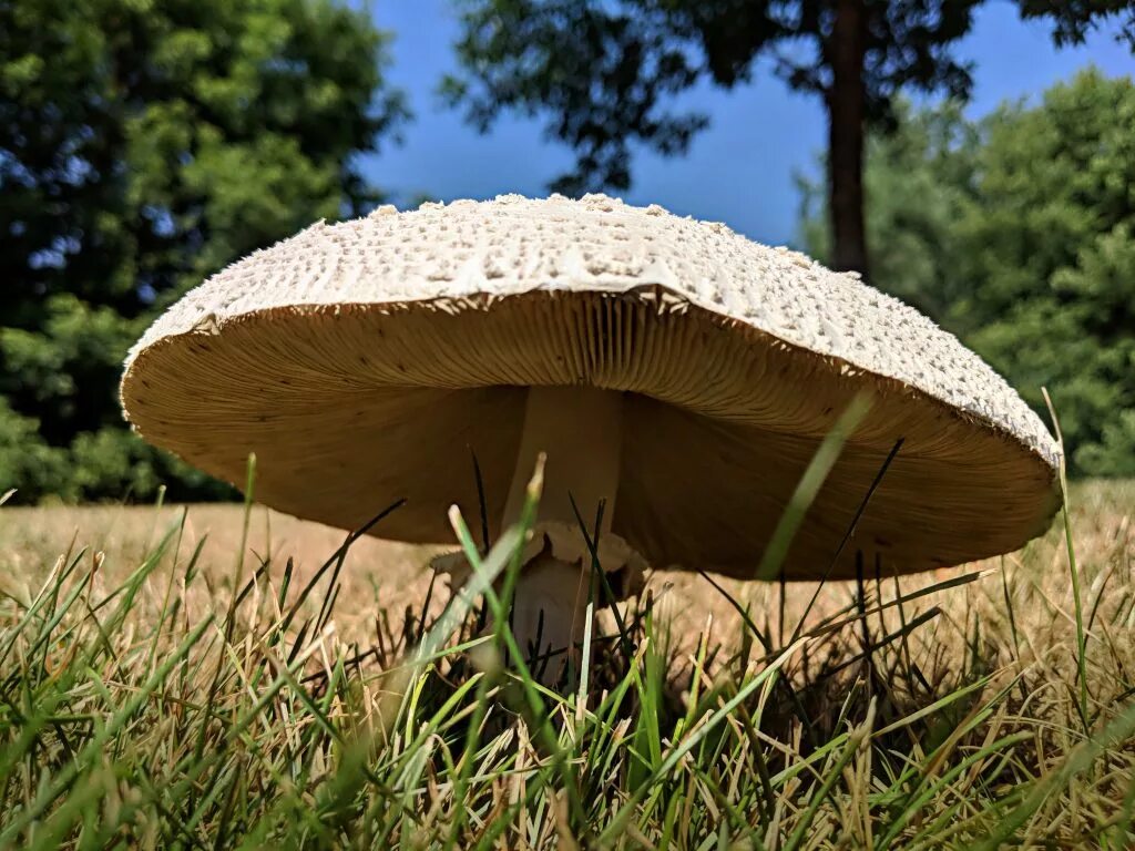 Шляпочные грибы примеры растений. Шляпочные грибы грибы. Высшие Шляпочные грибы. Шляпочник гриб. Грибная шляпка.