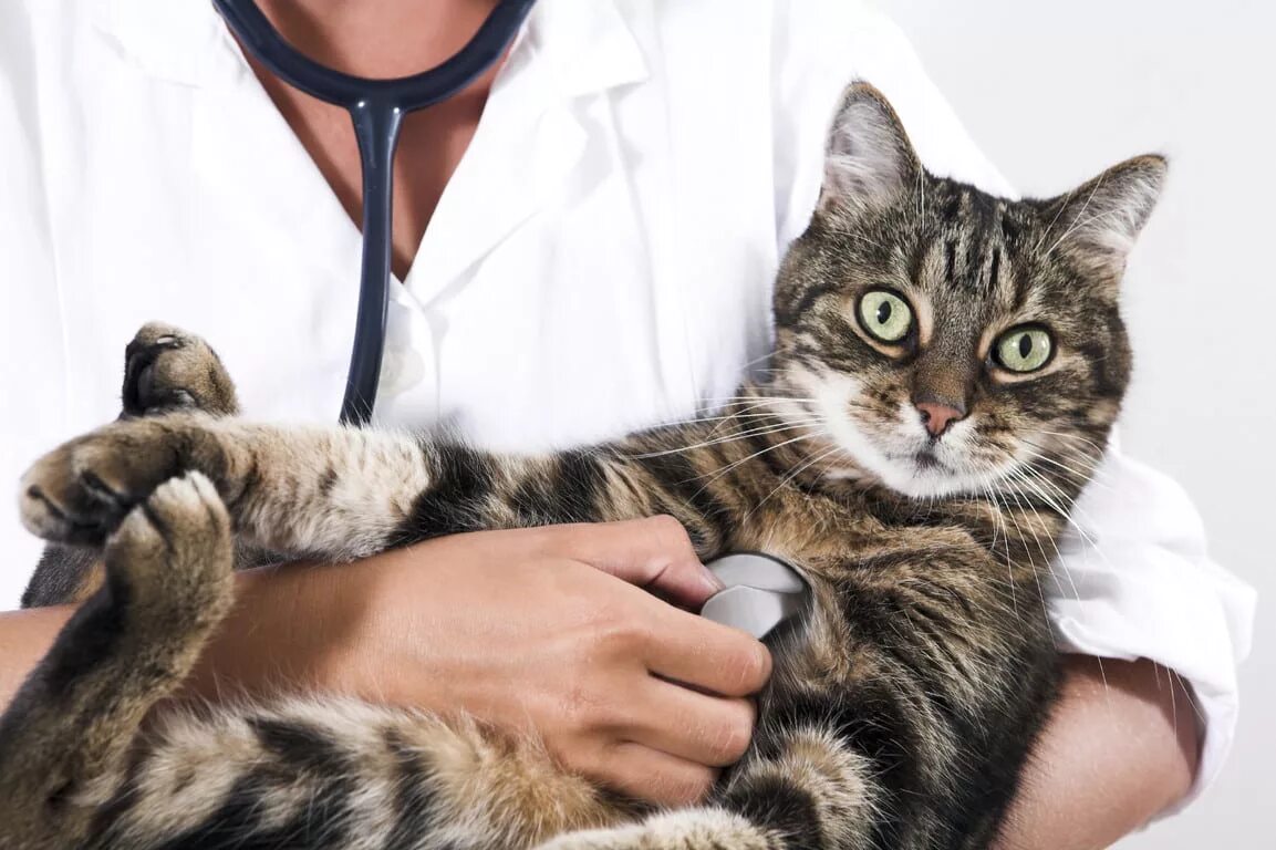Ветеринар для кошки отзывы. Эпиона ветеринарная клиника. Ветеринар с кошкой. Кошка в ветеринарной клинике. Кошка врач.