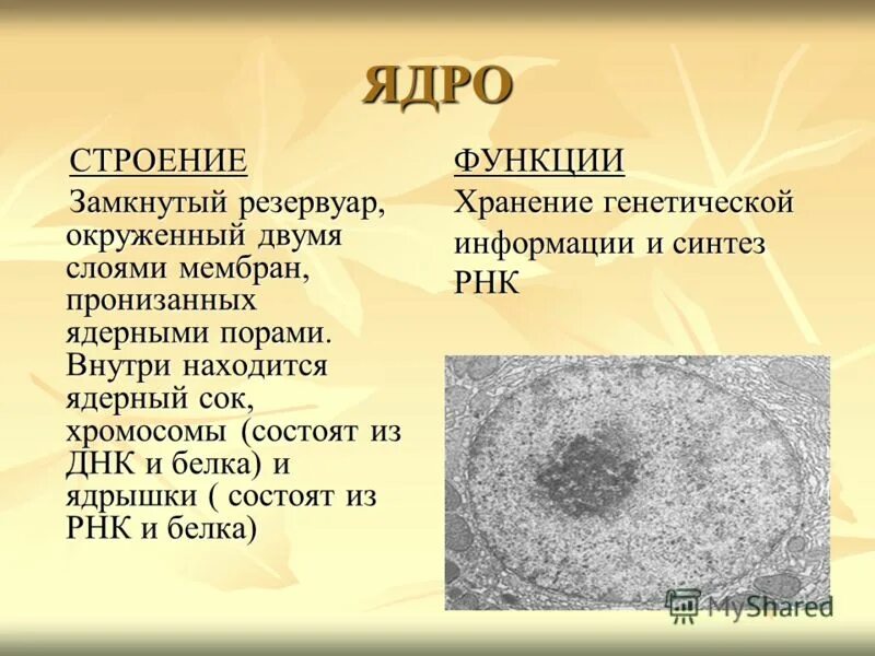 Строение и функции ядрышка клетки. Строение и функции ядрышка клетки. Строение и функции ядрышка. Строение ядра и функции структуры ядра. Функции ядрышка в клетке.
