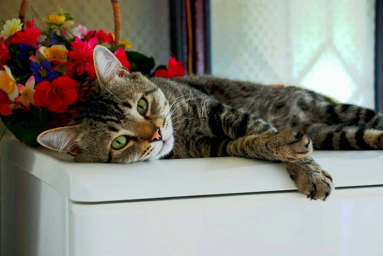 Кошка 1. День кота. Фотоконкурс котов и кошек. Российский день кошек. Кошачьи дни.