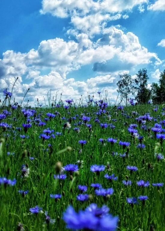 васильки цитаты. разбрелись возле тихой реки васильки васильки. васильки сергея краева. васильки васильки песня. ой василек василек.