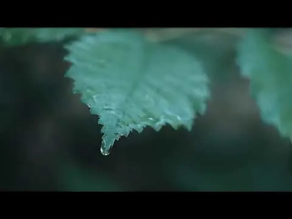 Мокрые листья песня