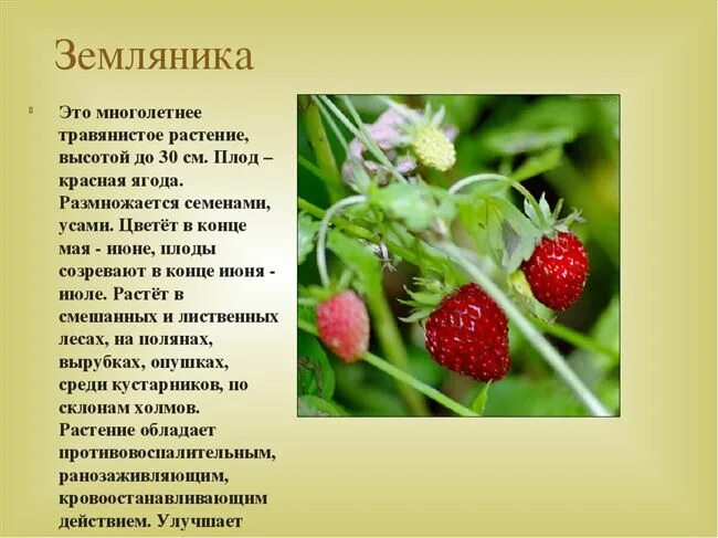 Землянику часть речи. Земляника описание. Земляника краткое описание. Клубника класс растений. Земляника характеристика растения.