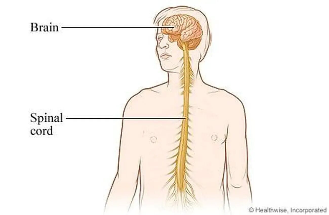 Нервная система. Нервная система человека. Центральная нервная система. Головной и спинной мозг.