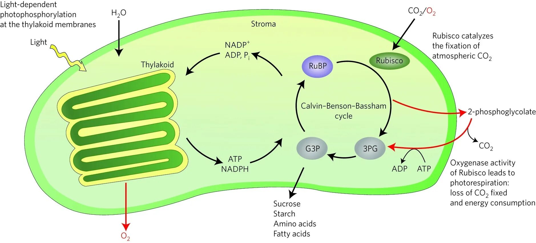 РУБИСКО фотосинтез. Цикл Кальвина РУБИСКО. Строение хлоропласта фотосинтез. Цикл Кальвина в фотосинтезе.