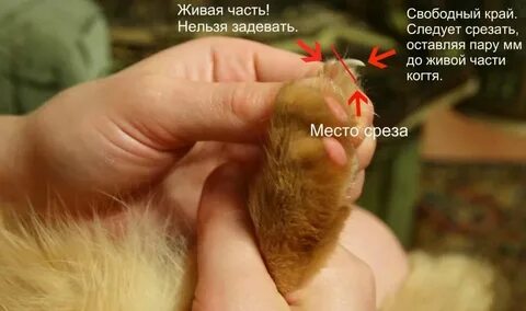 Коготь врос в подушечку что делать