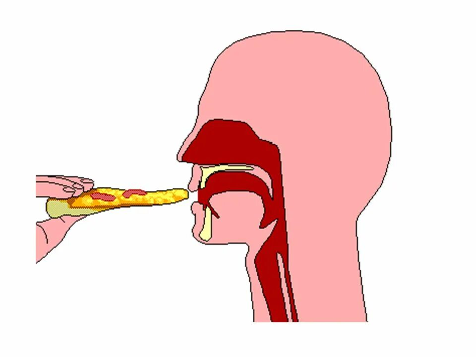 Горловой от сестры. Формирование пищевого комка. Глотание пищевого комка. Жевание и глотание. Глотание пищи анимация.
