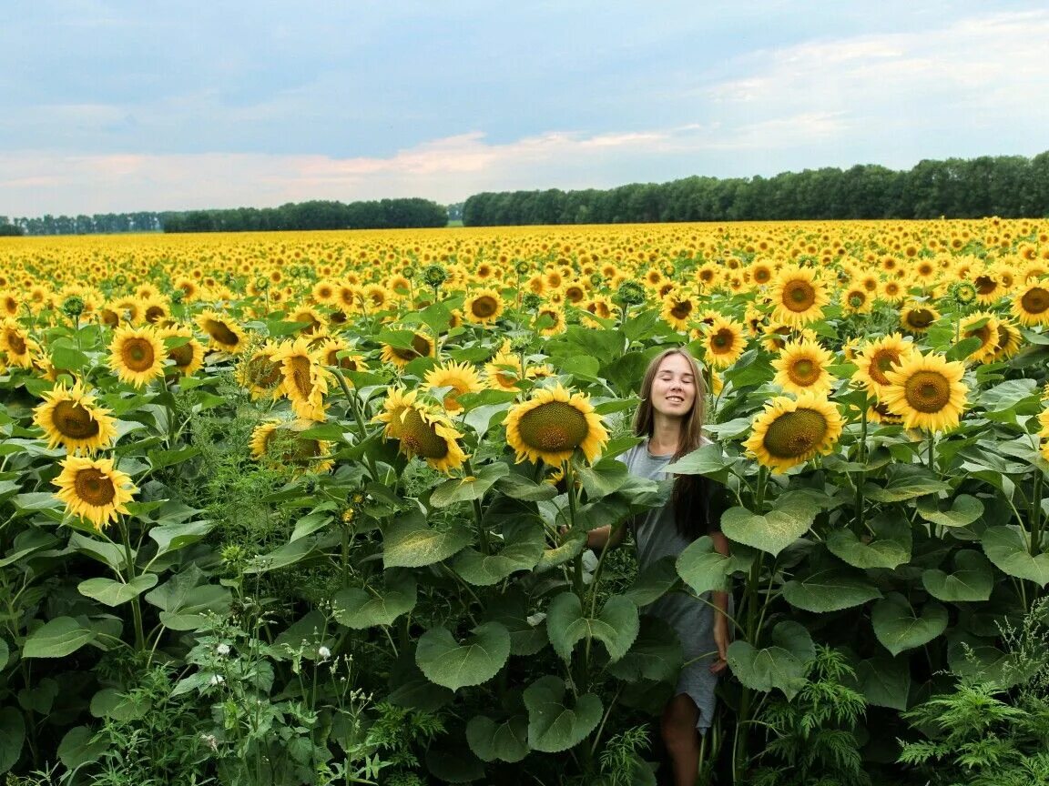 Подсолнухи в одессе. Подсолнухи дороги. Подсолнухи дороги. Соняшникове поле. Поля ставропольского края.
